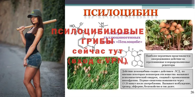 Псилоцибиновые грибы Psilocybe Перевоз